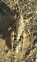Oedaleonotus