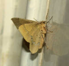 Lhommeia aediphlebia