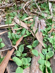 Pterostylis concinna