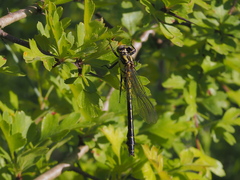 Gomphus