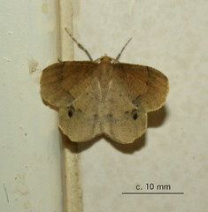 Lhommeia aediphlebia