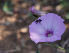 Oedemera flavipes