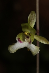 Image of Eulophia sclerophylla