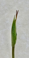 Pterostylis concinna