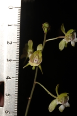 Eulophia sclerophylla image