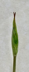 Pterostylis concinna