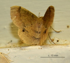 Lhommeia aediphlebia
