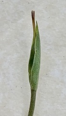 Pterostylis concinna