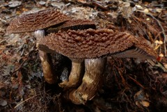 Cortinarius ursus