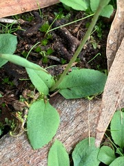 Pterostylis concinna