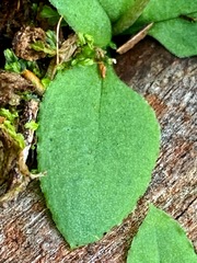 Pterostylis concinna