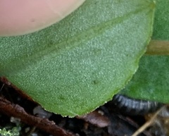 Pterostylis concinna