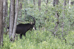Hippotragus niger roosevelti