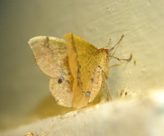 Lhommeia aediphlebia