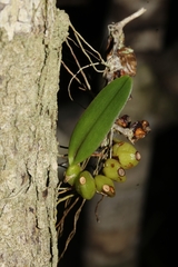 Bulbophyllum