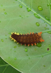 Trypanophora semihyalina