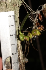 Bulbophyllum