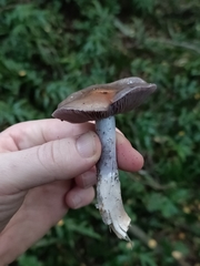 Cortinarius