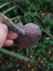 Cortinarius