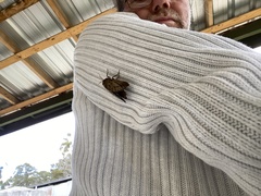 Oxycanus antipoda