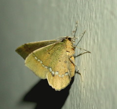 Lhommeia aediphlebia