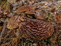 Cortinarius ursus