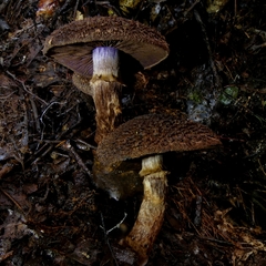 Cortinarius ursus