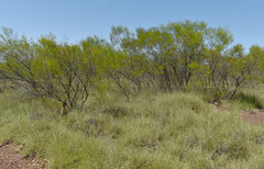 Acacia hammondii