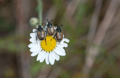Blitopertha lineolata