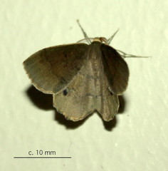 Lhommeia aediphlebia