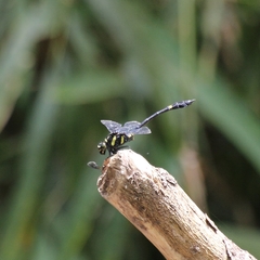 Gomphidictinus perakensis