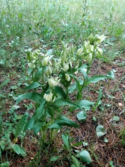 Cephalanthera damasonium