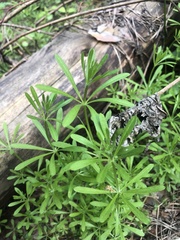Galium aparine