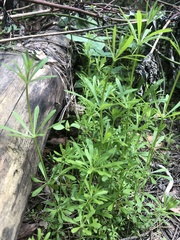 Galium aparine