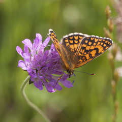 Melitaea parthenoides