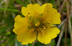 Geum sylvaticum