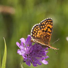 Melitaea parthenoides
