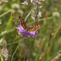 Melitaea parthenoides