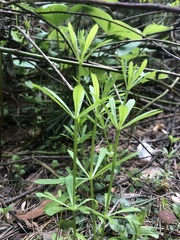 Galium aparine