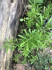 Galium aparine