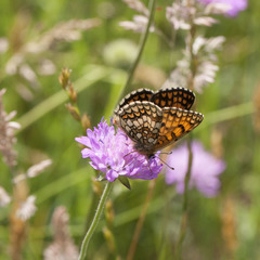 Melitaea parthenoides
