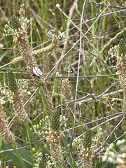 Xerolenta obvia