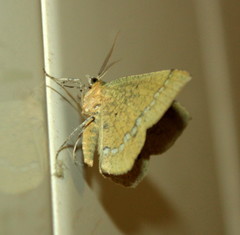 Lhommeia aediphlebia