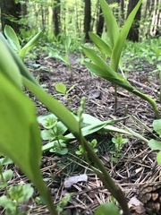 Convallaria majalis