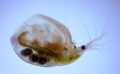 Simocephalus vetulus