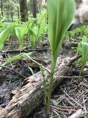 Convallaria majalis