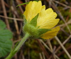 Geum sylvaticum