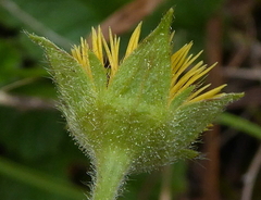 Geum sylvaticum