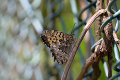 Neope goschkevitschii