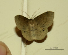 Lhommeia aediphlebia